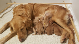 Muede Und Gluecklich