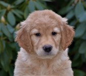 03 Rote Huendin Kopf Kl