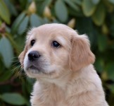 05 Blaue Huendin Kopf Kl