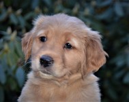 07 Gruene Huendin Kopf Kl