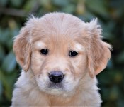 13 Roter Ruede Kopf Kl