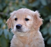 15 Blauer Ruede Kopf Kl