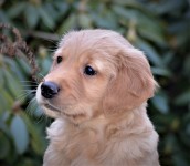 17 Gruener Ruede Kopf Kl