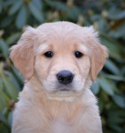 19 Gelber Ruede Kopf Kl