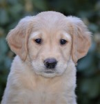 21 Schwarzer Ruede Kopf Kl