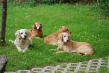 Camilla In Ihrem Rudel