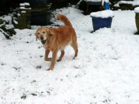 Merle Hat Ihren Ball