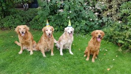 Merle 12 Geburtstag 2