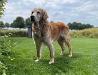 Jester 16 Geburtstag