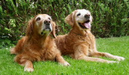 Nash Und Taiga 13 Jahre