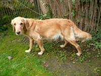 Merle Am Tag 63 Nestsuche